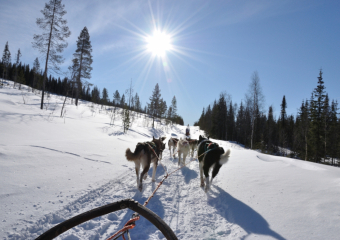 Bild Im hohen Norden mit Walen und Huskys Reisebericht